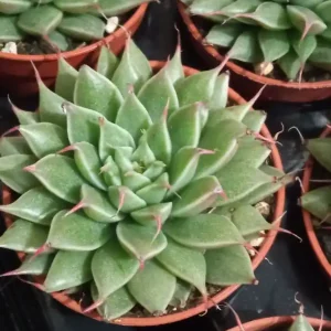 Mayoreo Graptopetalum Filliferum Plantas Suculentas Nuevas