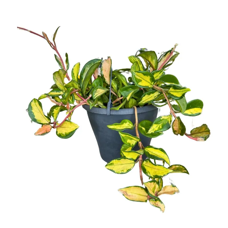 Hoya Carnosa Mix, La Planta De La Flor De Cera Colgante Pago Seguro