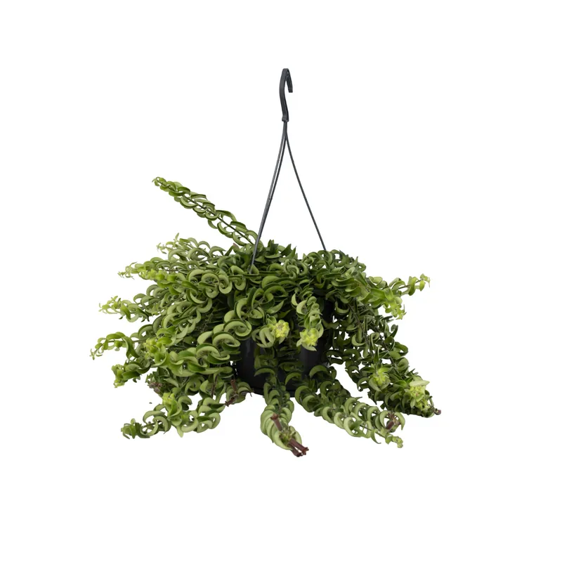 Flor De Lápiz Labial - Aeschynanthus Pulcher - Altura 20-30cm - ⌀15cm Ordena Ya