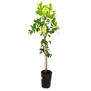 Pomelo Rosa Tb20 130-150cm Stock Limitado