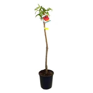 Ordena Ya Nectarina M25 120-150cm