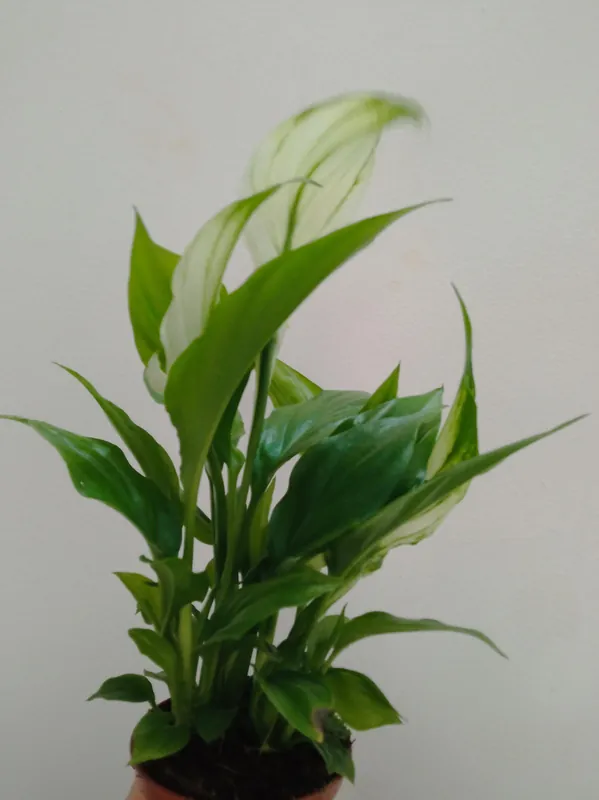 Spathiphyllum Chopin Pro Planta De Interior Ø6 Pedido Al Por Mayor