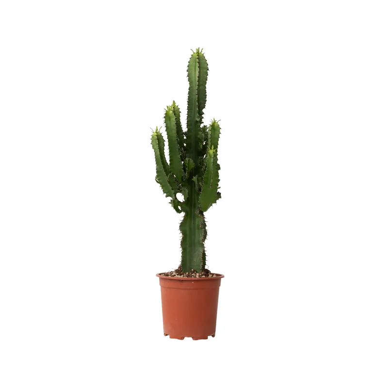 Precio Reducido Euforbia Candelabro - Euphorbia Ingens - Altura 50-60cm - ⌀17cm