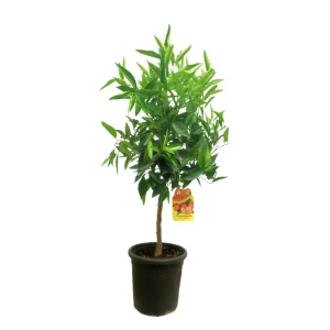 Original Mandarino Clementina Clemenules M21 65-75cm