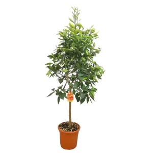 Artesanal Naranjo Washington Copa M26 100-120cm