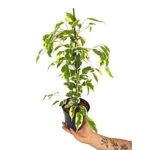 Rebajas Ficus Benjamina Samantha M14 35cm