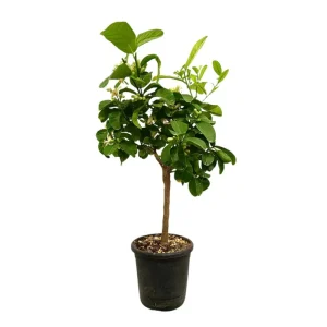 Limonero Medica M21 80-100cm Envío Gratis