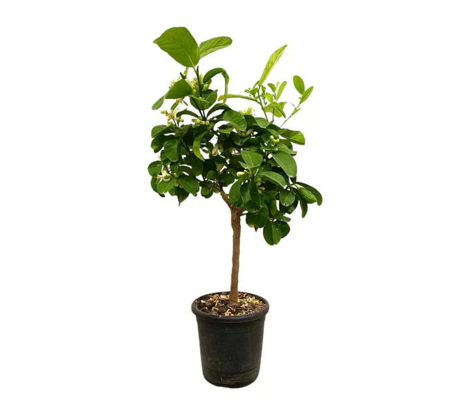 Limonero Medica M21 80-100cm Envío Gratis
