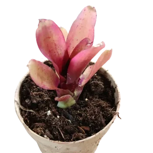 Neoregelia Mephisto Planta Bromelia Para Terrarios E Inteior Envío Internacional
