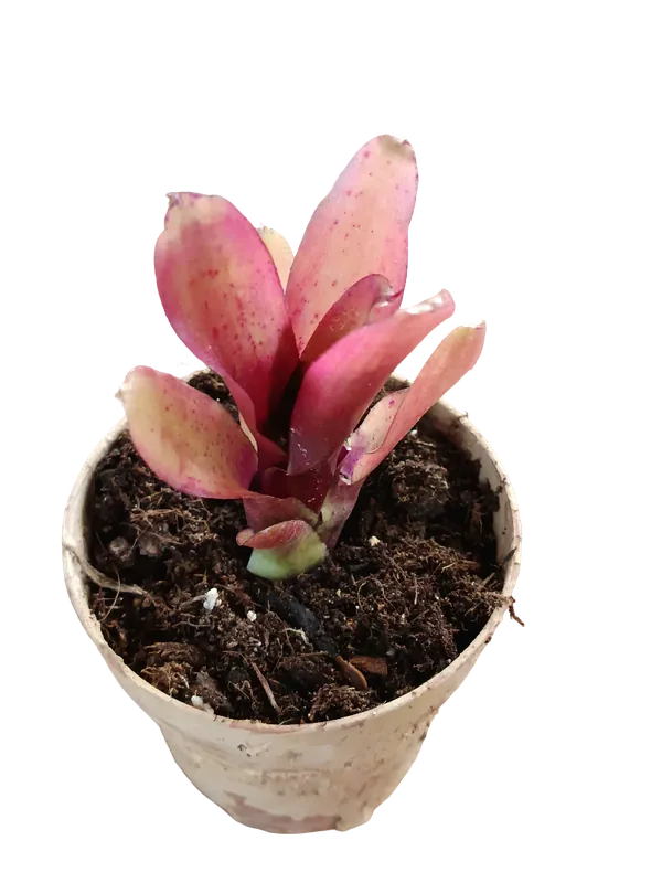 Neoregelia Mephisto Planta Bromelia Para Terrarios E Inteior Envío Internacional