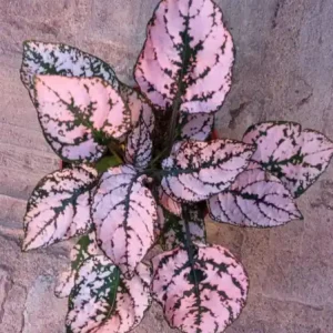 Mayoreo Hypoestes Color Rosa Planta Interior Terrario Ø8 cm