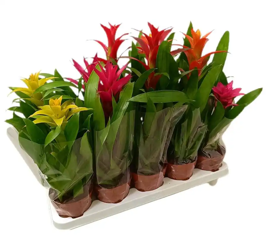 Guzmania Variada M12 Oferta Limitada