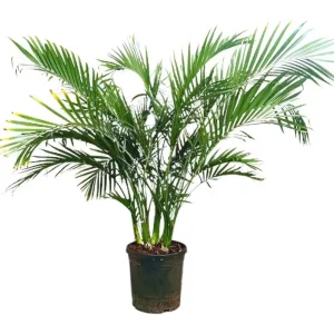 Chamaedorea Cataractarum M32 120-140cm Oferta