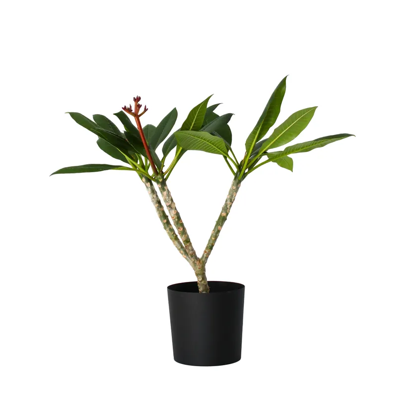 Popular Frangipani - Plumeria Rubra 'blanco' - Altura 55-70cm - ⌀17cm