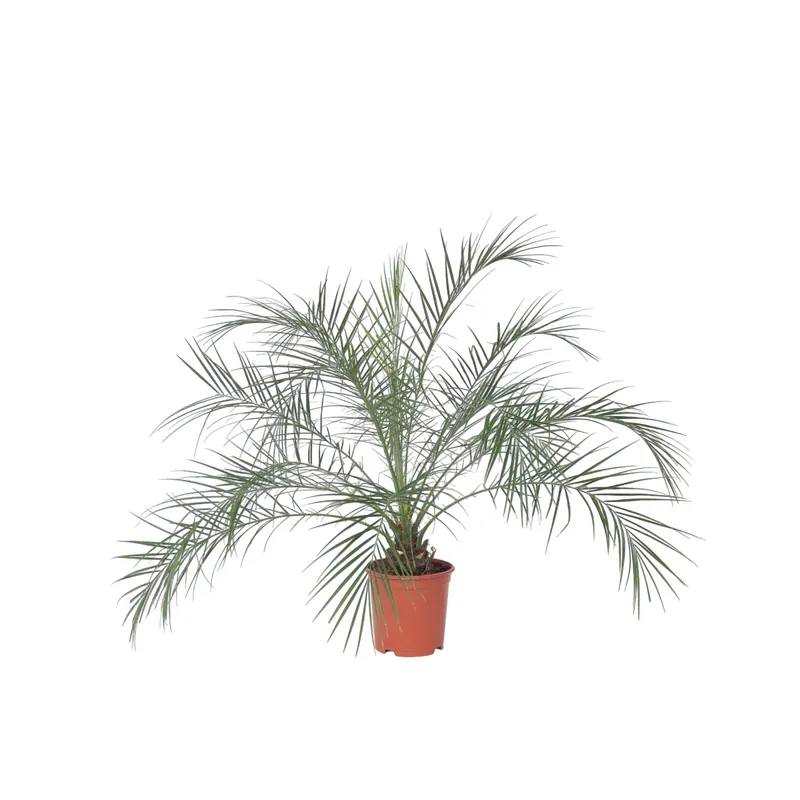 Garantía Incluida Palmera Enana - Phoenix Roebelenii - Altura 80-90cm - ⌀21cm