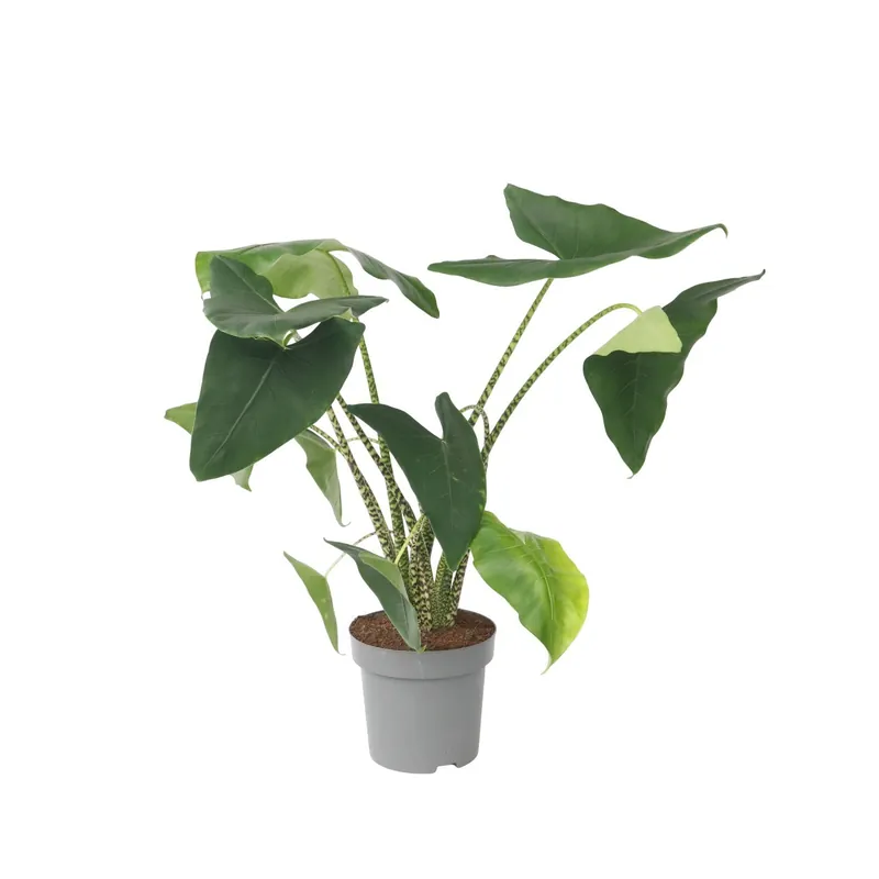Planta Cebra - Alocasia 'zebrina' - Altura 140-150cm - ⌀32cm Envío Internacional