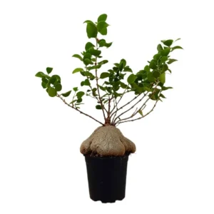 Hydnophytum Papuanum M21 (planta Hormiguero O Planta Laberinto) Oferta Flash