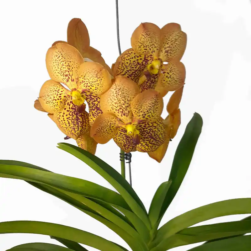 Orquidea Vanda Natural Últimas Unidades