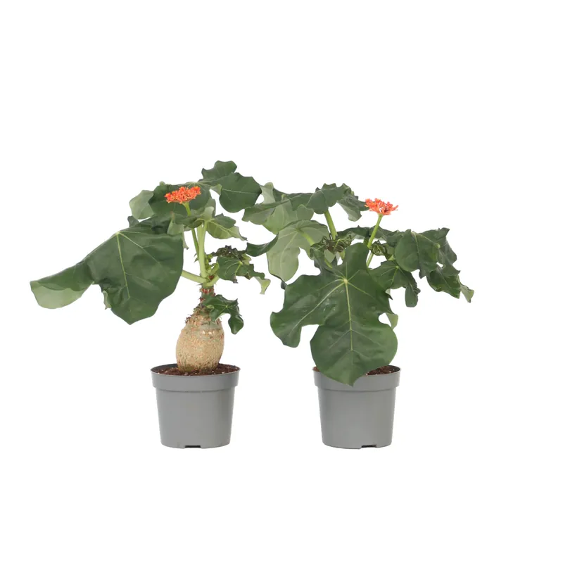 Mayoreo Jatrofa - 2 Pzs - Jatropha Podagrica - Altura 25-45cm - ⌀13cm