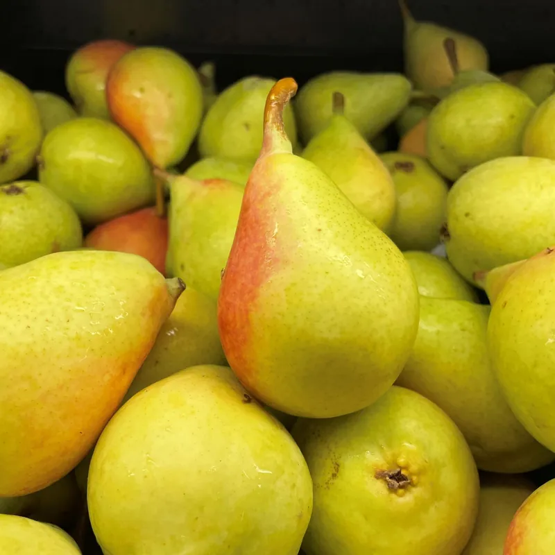 Marca Reconocida Frutal Pera Ercolini- Planta Natural - Maceta 26cm. - Altura Aprox. 120/150