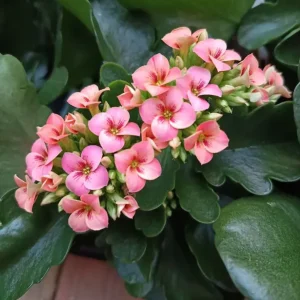 Más Vendido Kalanchoe Tigre Bicolor Rosa Planta Maceta Ø10