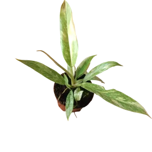 Mejor Precio Philodendron PRINCESS MIX MINI Planta de interior Ø6