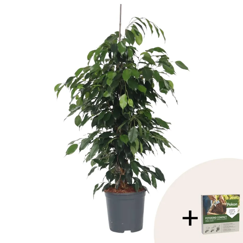 A Buen Precio Higuera Llorona - Ficus Benjamina 'danielle' - Altura 100-110cm - ⌀21cm