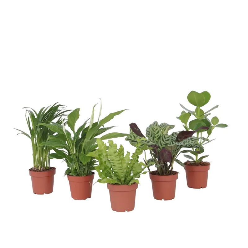 Envío Exprés Mezcla Purificadora De Aire - 5 Pzs - Altura 25-40cm - ⌀12cm