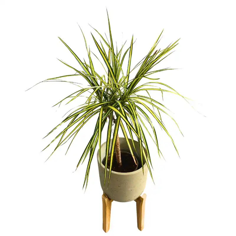 Dracena Sunray Hojas Alargadas Amarillas Y Verde Intenso M16 Precio De Fábrica
