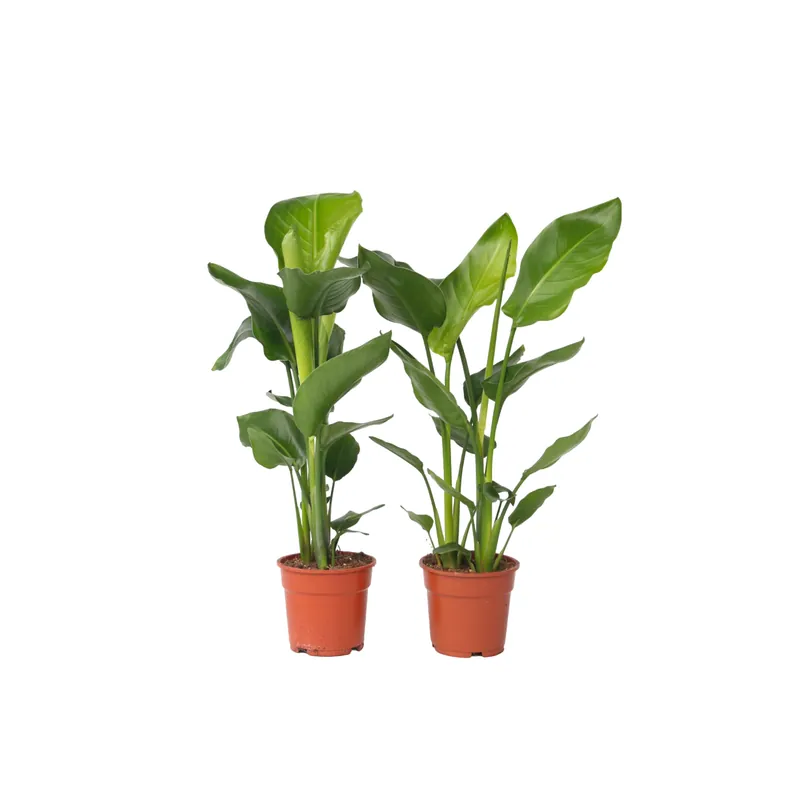 Novedad Flor Ave Del Paraíso - 2 Pzs - Strelitzia Nicolai - Altura 55-70cm - ⌀17cm