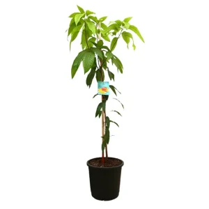 Barato Mango Indica M40 180-200cm