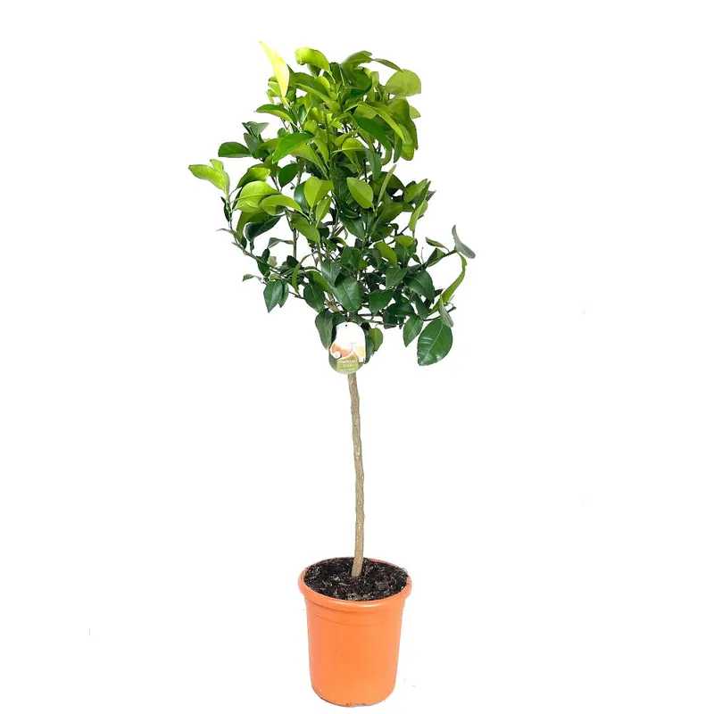 Pomelo Copa M26 140cm (rosa) Precio Reducido
