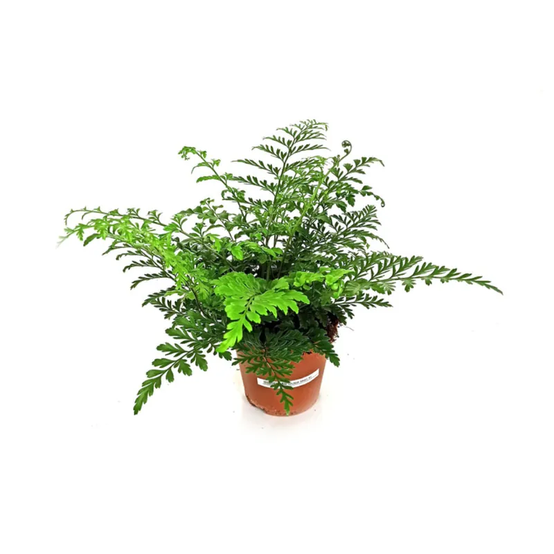 Asplenium Parvati M12 25cm (nido De Ave) Ordenar Ahora Mismo