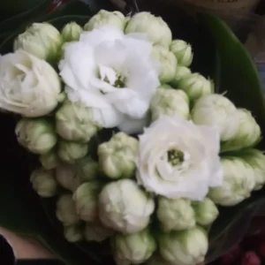 Más Vendido MINI Kalanchoe de Flor BLANCA planta suculenta Ø6