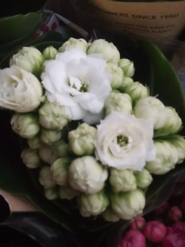 Más Vendido MINI Kalanchoe de Flor BLANCA planta suculenta Ø6