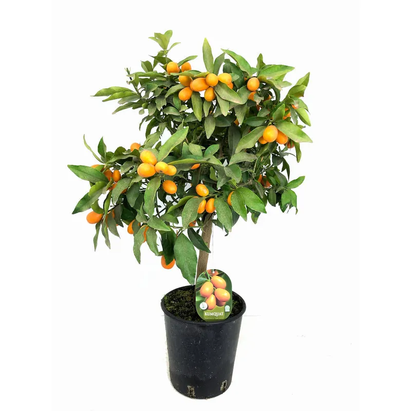 Kumquat M21 70cm (naranjo Chino) Promoción Exclusiva