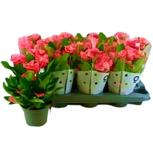 Euphorbia Siraya M11 Envío Exprés