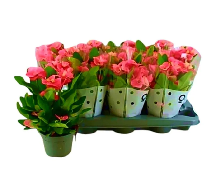 Euphorbia Siraya M11 Envío Exprés