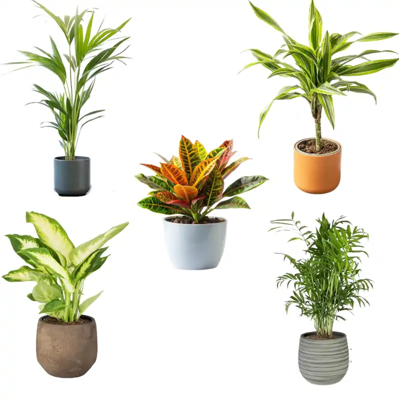 Pack 5 Plantas Naturales De Interior : Croton + Dieffenbachia + Palmera Areca + Dracaena Lemon Lime + Chamadorea Ø12 Cm Directo De Fábrica