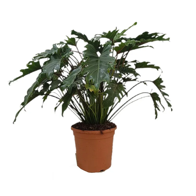 Envío Inmediato Philodendron Xanadu M30 40-50cm