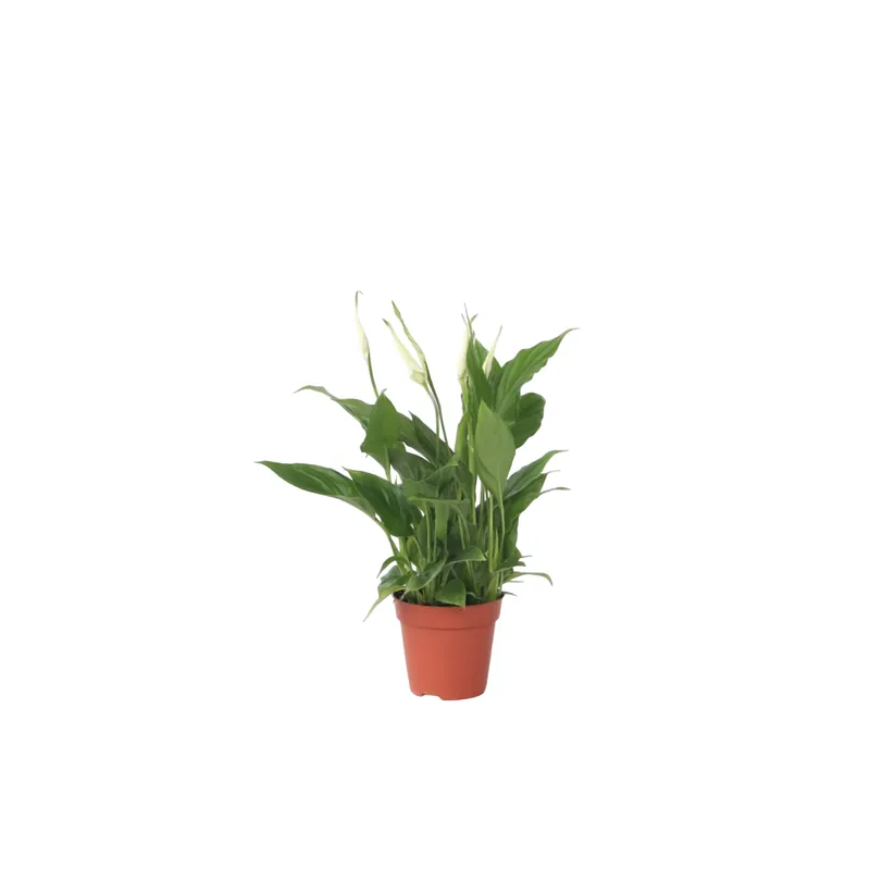 Lirio De La Paz - Spathiphyllum 'torelli' - Altura 30-45cm - ⌀12cm Última Versión
