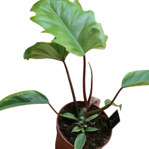 Pedido Al Por Mayor Philodendro Mayoi Plantas De Interior Altura 40 Cms Ø 15 Cm