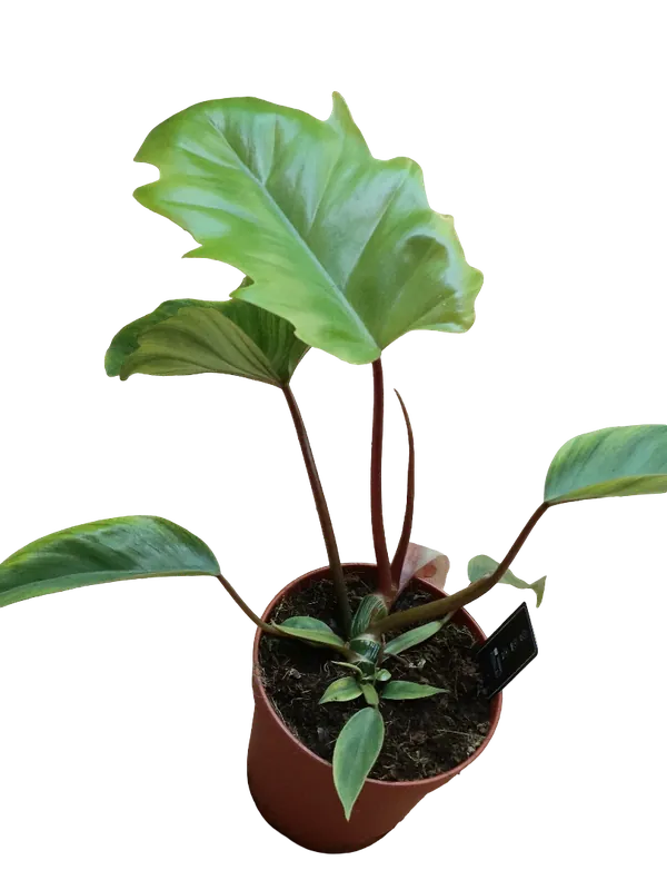 Pedido Al Por Mayor Philodendro Mayoi Plantas De Interior Altura 40 Cms Ø 15 Cm