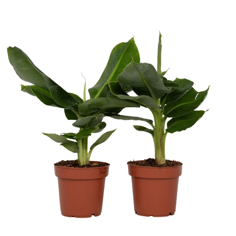 Plátano Enano - 2 Pzs - Musa 'oriental Dwarf' - Altura 25-40cm - ⌀12cm Disponible Ahora