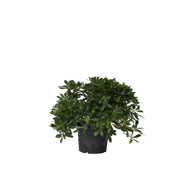 Rebajas Pitósporo Rastrero - Pittosporum Tobira Nanum - Altura 30-40cm - ⌀19cm