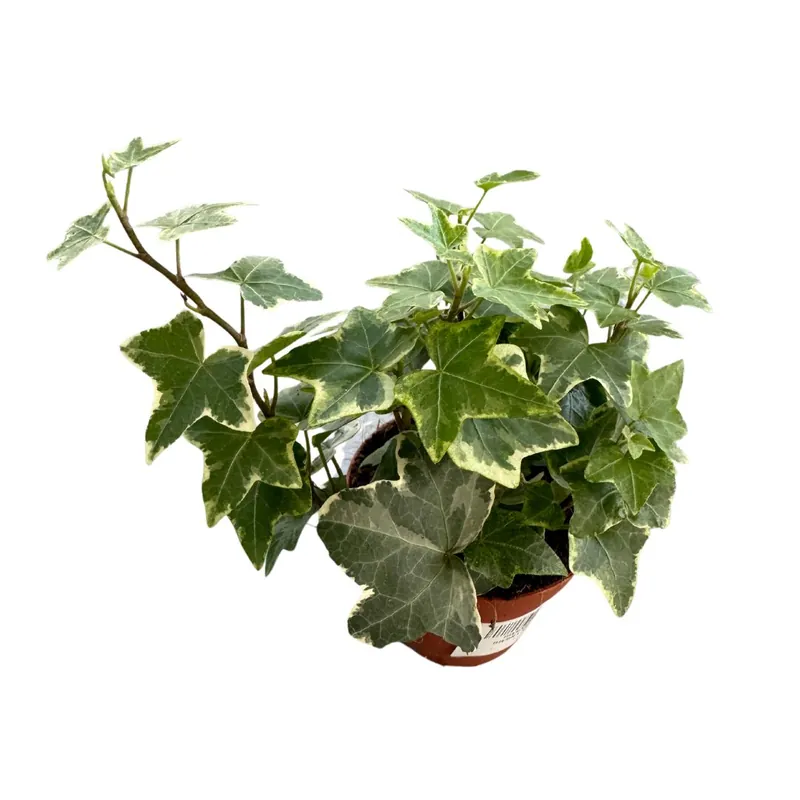 Hiedra Planta De Interior Y Exterior (hedera Spp.) Pago Seguro