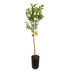 Mandarino Avana Tb20 100-130cm Barato