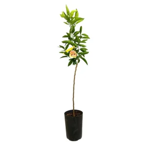 Premium Mandarino Clementino Tb20 120-150cm