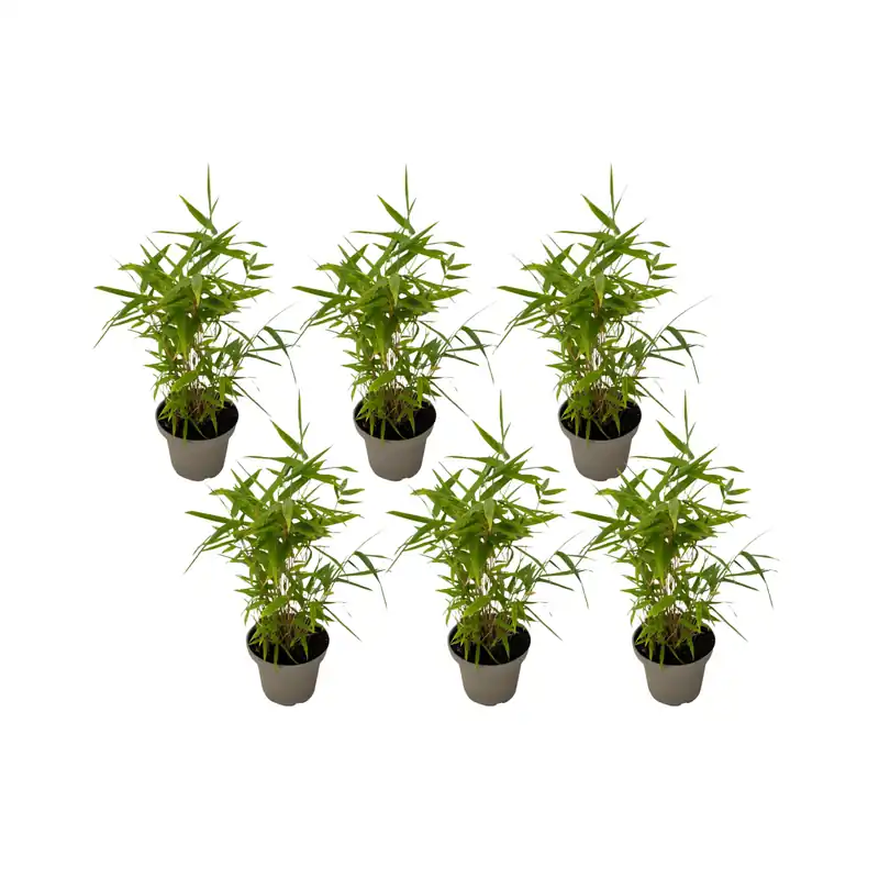 Ordenar Ahora Mismo Bambú - 6 Piezas - Fargesia Nitida 'black Dragon' - Altura 25-40cm - ⌀14cm