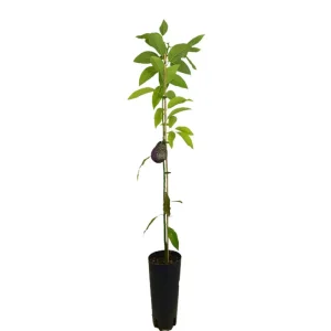 Aguacate Bacon Tb20 150-180cm Precio Reducido